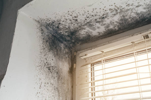 Affordable Mold Removal solutions in Rawlings, VA